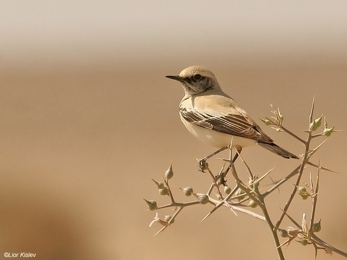   Desert Wheatear Oenanthe deserti                        ,  2009.: 